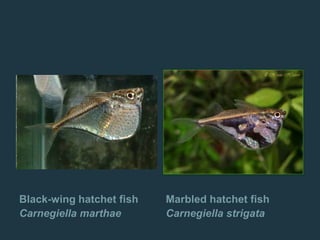 Black-wing hatchet fish
Carnegiella marthae
Marbled hatchet fish
Carnegiella strigata
 