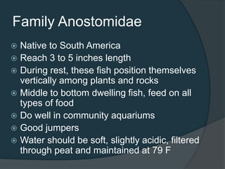 Family Anostomidae
 Native to South America
 Reach 3 to 5 inches length
 During rest, these fish position themselves
vertically among plants and rocks
 Middle to bottom dwelling fish, feed on all
types of food
 Do well in community aquariums
 Good jumpers
 Water should be soft, slightly acidic, filtered
through peat and maintained at 79 F
 