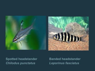 Spotted headstander
Chilodus punctatus
Banded headstander
Leporinus fasciatus
 