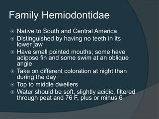 Family Hemiodontidae
 Native to South and Central America
 Distinguished by having no teeth in its
lower jaw
 Have small pointed mouths; some have
adipose fin and some swim at an oblique
angle
 Take on different coloration at night than
during the day
 Top to middle dwellers
 Water should be soft, slightly acidic, filtered
through peat and 76 F, plus or minus 6
 