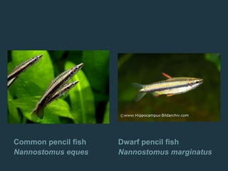 Common pencil fish
Nannostomus eques
Dwarf pencil fish
Nannostomus marginatus
 