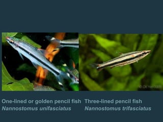 One-lined or golden pencil fish
Nannostomus unifasciatus
Three-lined pencil fish
Nannostomus trifasciatus
 