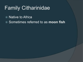 Family Citharinidae
 Native to Africa
 Sometimes referred to as moon fish
 