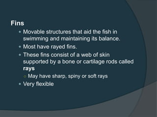 Fins
 Movable structures that aid the fish in
swimming and maintaining its balance.
 Most have rayed fins.
 These fins consist of a web of skin
supported by a bone or cartilage rods called
rays
○ May have sharp, spiny or soft rays
 Very flexible
 