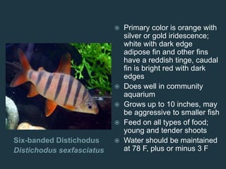 Six-banded Distichodus
Distichodus sexfasciatus
 Primary color is orange with
silver or gold iridescence;
white with dark edge
adipose fin and other fins
have a reddish tinge, caudal
fin is bright red with dark
edges
 Does well in community
aquarium
 Grows up to 10 inches, may
be aggressive to smaller fish
 Feed on all types of food;
young and tender shoots
 Water should be maintained
at 78 F, plus or minus 3 F
 