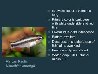 African Redfin
Neolebias ansorgii
 Grows to about 1 ½ inches
long
 Primary color is dark blue
with white underside and red
fins
 Overall blue-gold iridescence
 Bottom-dwellers
 Does best in shoals (group of
fish) of its own kind
 Feed on all types of food
 Water temp.: 78 F, plus or
minus 5 F
 
