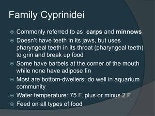 Family Cyprinidei
 Commonly referred to as carps and minnows
 Doesn’t have teeth in its jaws, but uses
pharyngeal teeth in its throat (pharyngeal teeth)
to grin and break up food
 Some have barbels at the corner of the mouth
while none have adipose fin
 Most are bottom-dwellers; do well in aquarium
community
 Water temperature: 75 F, plus or minus 2 F
 Feed on all types of food
 