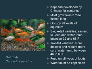 Goldfish
Carassius auratus
 Kept and developed by
Chinese for centuries
 Most grow from 3 ½ to 8
inches long
 Occupy all levels of
aquarium
 Single-tail varieties: easiest
to keep and water temp.
between 32 and 68 F
 Two-tail varieties: more
delicate and require more
care, water temp between
46 to 68 F
 Feed on all types of foods
 Water must be kept clean
 