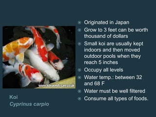 Koi
Cyprinus carpio
 Originated in Japan
 Grow to 3 feet can be worth
thousand of dollars
 Small koi are usually kept
indoors and then moved
outdoor pools when they
reach 5 inches
 Occupy all levels
 Water temp.: between 32
and 68 F
 Water must be well filtered
 Consume all types of foods.
 