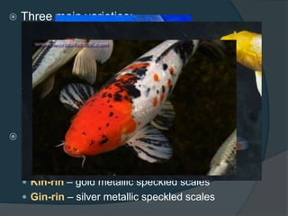 Three main varieties:
 Single-colored = yellow or orange
 Two-colored = white with red markings (Kohaku)
gold and silver (Hariwaki)
 Three-colored = light blue with orange and black
markings (Asagi);
white with red and black markings (Taisho Sanke);
black with red and white markings (Showa Sante)
 Divided with type of scales:
 Doitsu – few large scales
 Matsuba – pinecone scales
 Kin-rin – gold metallic speckled scales
 Gin-rin – silver metallic speckled scales
 
