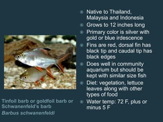 Tinfoil barb or goldfoil barb or
Schwanenfeld’s barb
Barbus schwanenfeldi
 Native to Thailand,
Malaysia and Indonesia
 Grows to 12 inches long
 Primary color is silver with
gold or blue irdescence
 Fins are red, dorsal fin has
black tip and caudal tip has
black edges
 Does well in community
aquarium but should be
kept with similar size fish
 Diet: vegetation, lettuce
leaves along with other
types of food
 Water temp: 72 F, plus or
minus 5 F
 