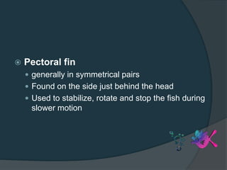  Pectoral fin
 generally in symmetrical pairs
 Found on the side just behind the head
 Used to stabilize, rotate and stop the fish during
slower motion
 
