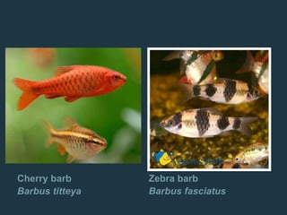 Cherry barb
Barbus titteya
Zebra barb
Barbus fasciatus
 