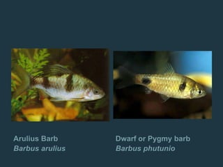 Arulius Barb
Barbus arulius
Dwarf or Pygmy barb
Barbus phutunio
 
