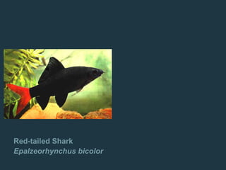 Red-tailed Shark
Epalzeorhynchus bicolor
 