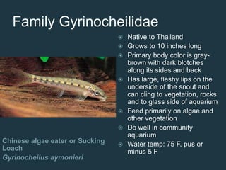 Family Gyrinocheilidae
Chinese algae eater or Sucking
Loach
Gyrinocheilus aymonieri
 Native to Thailand
 Grows to 10 inches long
 Primary body color is gray-
brown with dark blotches
along its sides and back
 Has large, fleshy lips on the
underside of the snout and
can cling to vegetation, rocks
and to glass side of aquarium
 Feed primarily on algae and
other vegetation
 Do well in community
aquarium
 Water temp: 75 F, pus or
minus 5 F
 
