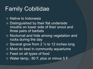 Family Cobitidae
 Native to Indonesia
 Distinguished by their flat underside
mouths on lower side of their snout and
three pairs of barbels
 Nocturnal and hide among vegetation and
rocks during the day
 Several grow from 2 ¼ to 12 inches long
 Most do best in community aquariums
 Feed on all types of food
 Water temp.: 80 F, plus or minus 5 F
 