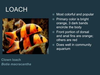 LOACH
Clown loach
Botia macracantha
 Most colorful and popular
 Primary color is bright
orange, 3 dark bands
encircle the body
 Front portion of dorsal
and anal fins are orange;
others are red
 Does well in community
aquarium
 