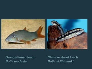 Orange-finned loach
Botia modesta
Chain or dwarf loach
Botia sidthimunki
 