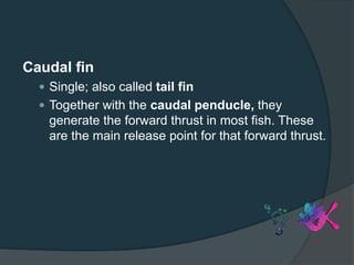Caudal fin
 Single; also called tail fin
 Together with the caudal penducle, they
generate the forward thrust in most fish. These
are the main release point for that forward thrust.
 