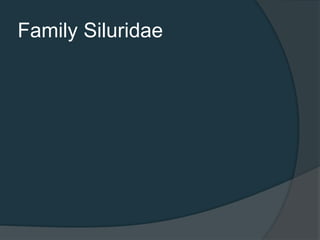 Family Siluridae
 