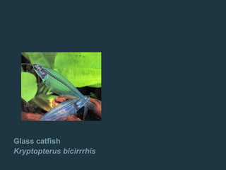 Glass catfish
Kryptopterus bicirrrhis
 