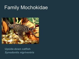 Upside-down catfish
Synodontis nigriventris
Family Mochokidae
 