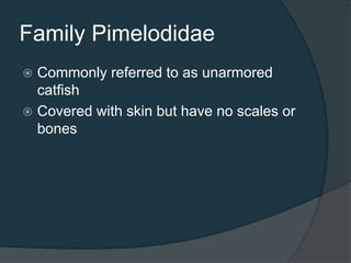 Family Pimelodidae
 Commonly referred to as unarmored
catfish
 Covered with skin but have no scales or
bones
 