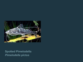 Spotted Pimelodella
Pimelodella pictus
 
