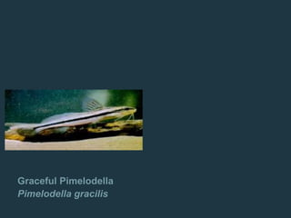 Graceful Pimelodella
Pimelodella gracilis
 