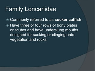 Family Loricariidae
 Commonly referred to as sucker catfish
 Have three or four rows of bony plates
or scutes and have underslung mouths
designed for sucking or clinging onto
vegetation and rocks
 