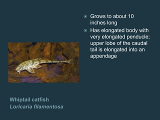 Whiptail catfish
Loricaria filamentosa
 Grows to about 10
inches long
 Has elongated body with
very elongated penducle;
upper lobe of the caudal
tail is elongated into an
appendage
 