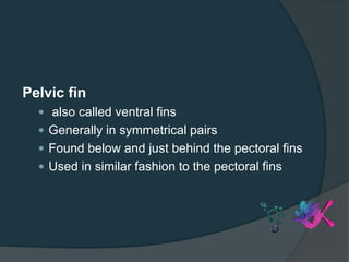 Pelvic fin
 also called ventral fins
 Generally in symmetrical pairs
 Found below and just behind the pectoral fins
 Used in similar fashion to the pectoral fins
 