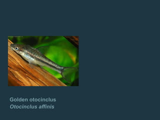 Golden otocinclus
Otocinclus affinis
 