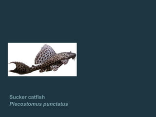 Sucker catfish
Plecostomus punctatus
 