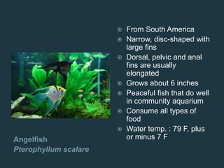 Angelfish
Pterophyllum scalare
 From South America
 Narrow, disc-shaped with
large fins
 Dorsal, pelvic and anal
fins are usually
elongated
 Grows about 6 inches
 Peaceful fish that do well
in community aquarium
 Consume all types of
food
 Water temp. : 79 F, plus
or minus 7 F
 