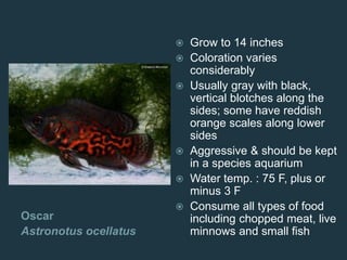 Oscar
Astronotus ocellatus
 Grow to 14 inches
 Coloration varies
considerably
 Usually gray with black,
vertical blotches along the
sides; some have reddish
orange scales along lower
sides
 Aggressive & should be kept
in a species aquarium
 Water temp. : 75 F, plus or
minus 3 F
 Consume all types of food
including chopped meat, live
minnows and small fish
 