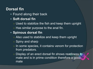 Dorsal fin
 Found along their back
 Soft dorsal fin
○ Used to stabilize the fish and keep them upright
○ Has similar purpose to the anal fin.
 Spinous dorsal fin
○ Also used to stabilize and keep them upright
○ Spiny and sharp
○ In some species, it contains venom for protection
from predators.
○ Display of an erect dorsal fin shows readiness to
mate and is in prime condition therefore a good
mate
 