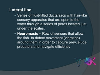 Lateral line
 Series of fluid-filled ducts/sacs with hair-like
sensory apparatus that are open to the
water through a series of pores located just
under the scales.
 Neuromasts – Row of sensors that allow
the fish to detect movement (vibration)
around them in order to capture prey, elude
predators and navigate efficiently
 