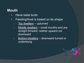 Mouth
 Have taste buds
 Feeding/food is based on its shape
○ Top dwellers – upturned
○ Middle dwellers – small mouths and are
straight forward, neither upward nor
downward
○ Bottom-dwellers – downward turned or
underslung
 