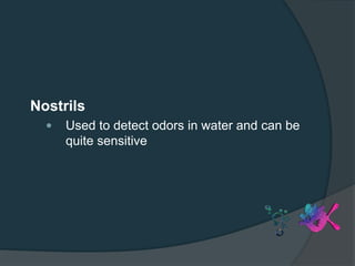 Nostrils
 Used to detect odors in water and can be
quite sensitive
 