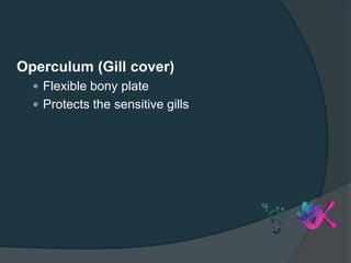 Operculum (Gill cover)
 Flexible bony plate
 Protects the sensitive gills
 