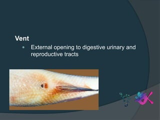 Vent
 External opening to digestive urinary and
reproductive tracts
 