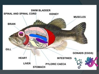 INTERNAL ANATOMY
BRAIN
GILL
HEART
LIVER
STOMACH
INTESTINES
PYLORIC CAECA
GONADS (EGGS)
MUSCLES
KIDNEY
SWIM BLADDER
SPINAL AND SPINAL CORD
 
