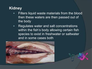Kidney
 Filters liquid waste materials from the blood
then these waters are then passed out of
the body
 Regulates water and salt concentrations
within the fish’s body allowing certain fish
species to exist in freshwater or saltwater
and in some cases both
 