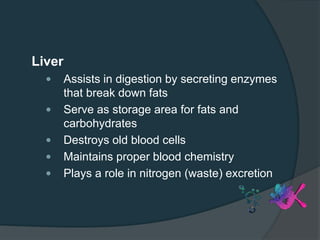 Liver
 Assists in digestion by secreting enzymes
that break down fats
 Serve as storage area for fats and
carbohydrates
 Destroys old blood cells
 Maintains proper blood chemistry
 Plays a role in nitrogen (waste) excretion
 