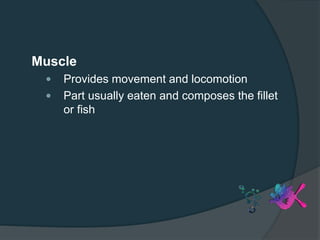Muscle
 Provides movement and locomotion
 Part usually eaten and composes the fillet
or fish
 