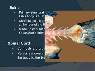 Spinal Cord
 Connects the brain to the rest of the body
 Relays sensory information from the rest of
the body to the brain and vice versa
Spine
 Primary structural framework upon which the
fish’s body is built
 Connects to the skull at the front and to the tail
at the rear of the fish.
 Made up of numerous vertebrae (hollow which
house and protect the delicate spinal cord)
 