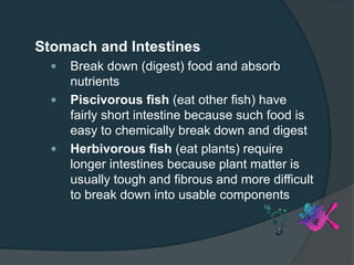 Stomach and Intestines
 Break down (digest) food and absorb
nutrients
 Piscivorous fish (eat other fish) have
fairly short intestine because such food is
easy to chemically break down and digest
 Herbivorous fish (eat plants) require
longer intestines because plant matter is
usually tough and fibrous and more difficult
to break down into usable components
 