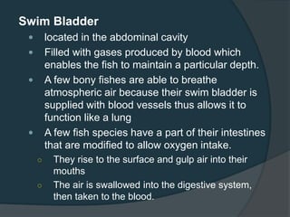 Swim Bladder
 located in the abdominal cavity
 Filled with gases produced by blood which
enables the fish to maintain a particular depth.
 A few bony fishes are able to breathe
atmospheric air because their swim bladder is
supplied with blood vessels thus allows it to
function like a lung
 A few fish species have a part of their intestines
that are modified to allow oxygen intake.
○ They rise to the surface and gulp air into their
mouths
○ The air is swallowed into the digestive system,
then taken to the blood.
 